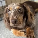 ミニチュアダックスフンド(ロング)【埼玉県・男の子・2025年8月10日・チョコダップル】の写真2