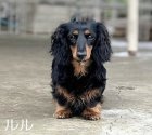 ミニチュアダックスフンド(ロング)【・女の子・2023年1月7日・ブラックタン】