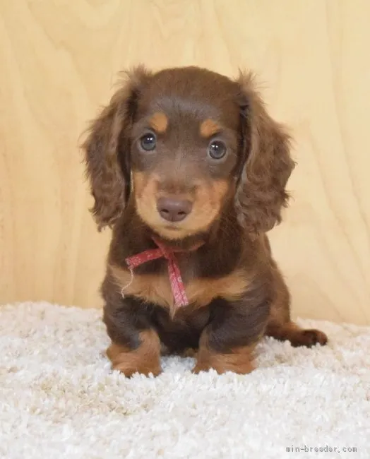 M.T 様のお迎えした子犬
