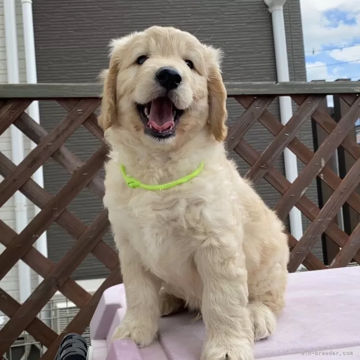 ID:2408-05895の子犬