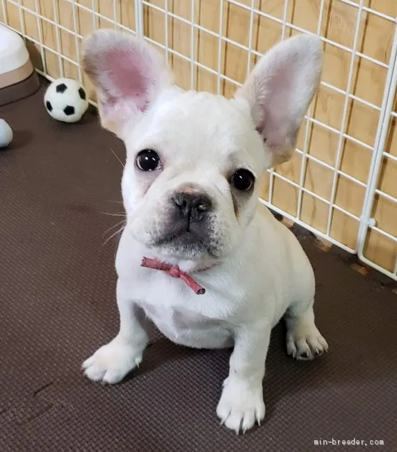 ID：2009-03250の子犬