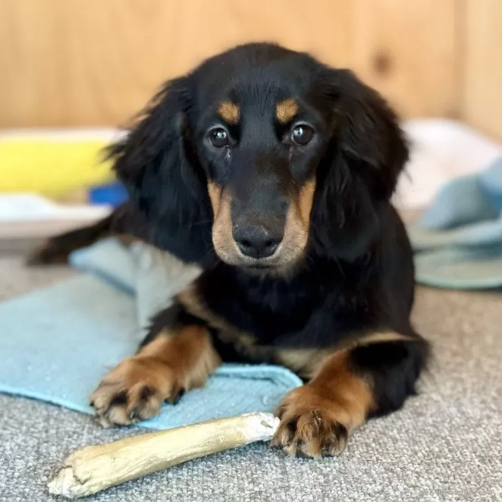 ID:2407-04806の子犬