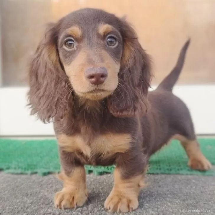 ID:2405-02583の子犬