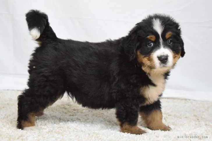 ID：1810-00775の子犬