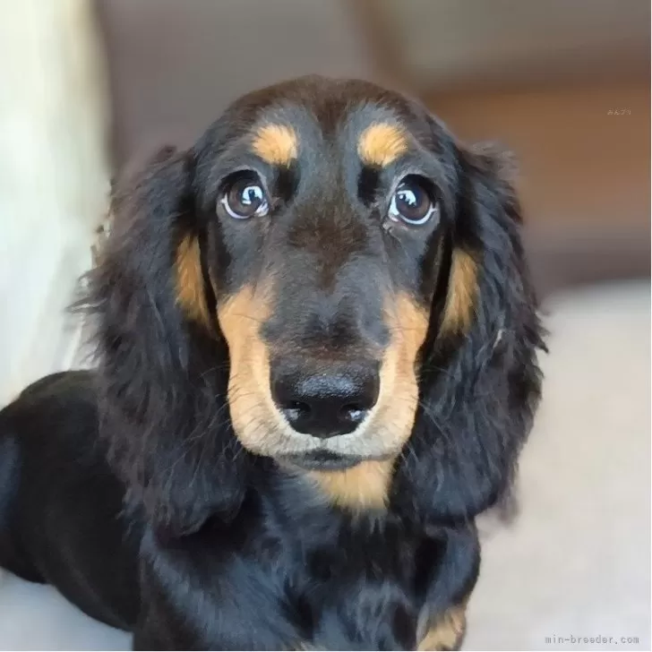 M.Ｉ 様のお迎えした子犬