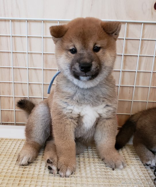 柴犬 埼玉県 男の子 19年8月8日 赤 もふもふ みんなのブリーダー 子犬id 1909 034