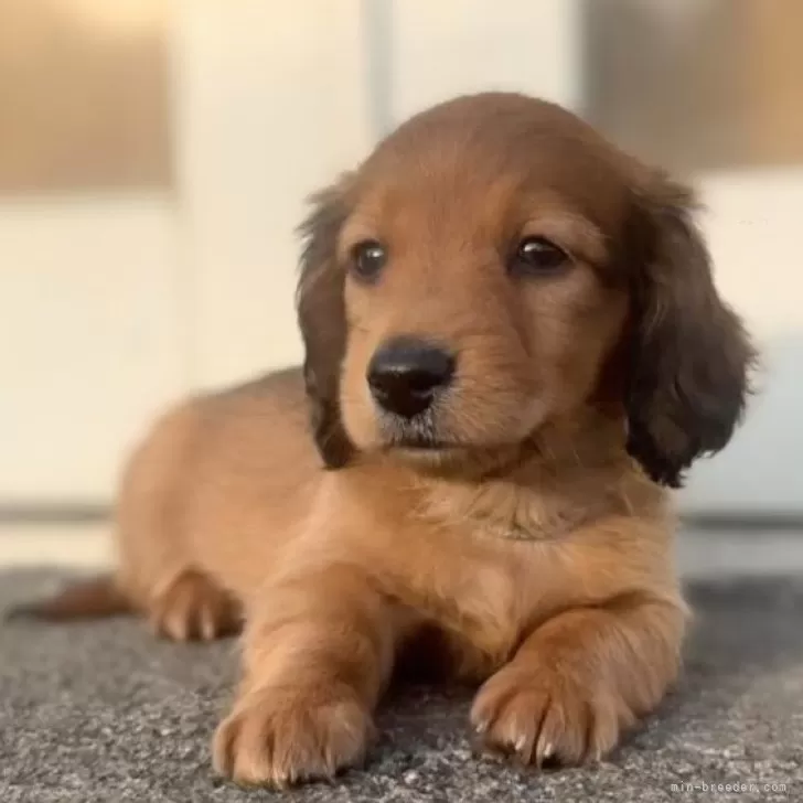 ID:2404-03946の子犬