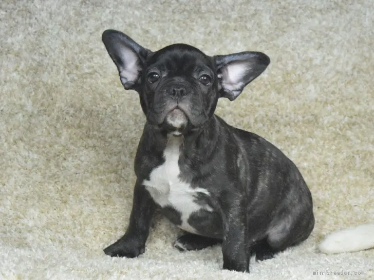 ID:1905-00294の子犬