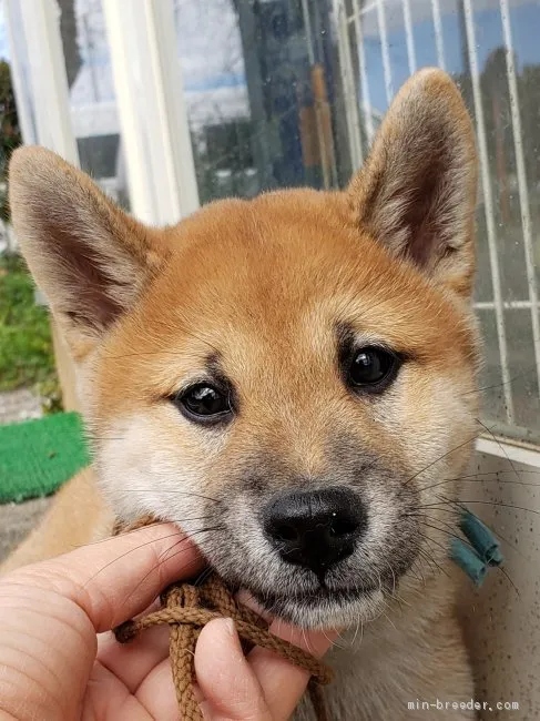 ID：2009-02944の子犬