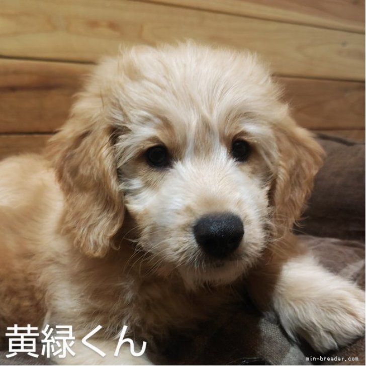 レア【プレイモービル】6145「犬の学校」6134「ゴールデンレトリバーの家族」 レア【プレイモービル】6145「犬の学校」6134「ゴールデン