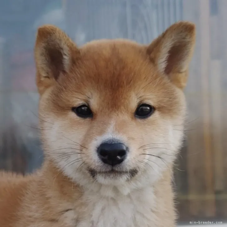 コハク 様のお迎えした子犬