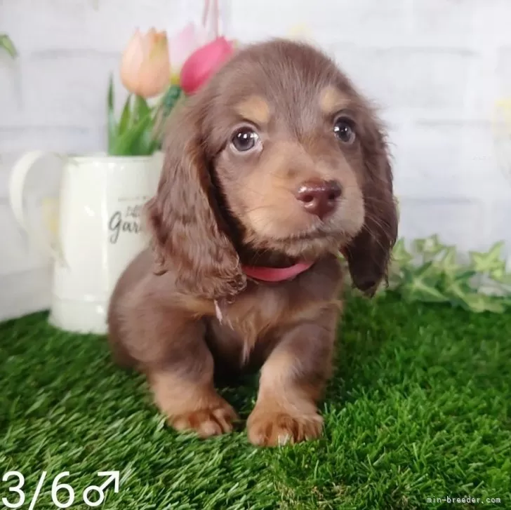 ID：2405-00125の子犬