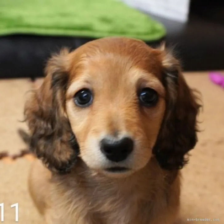 ID：2304-04775の子犬