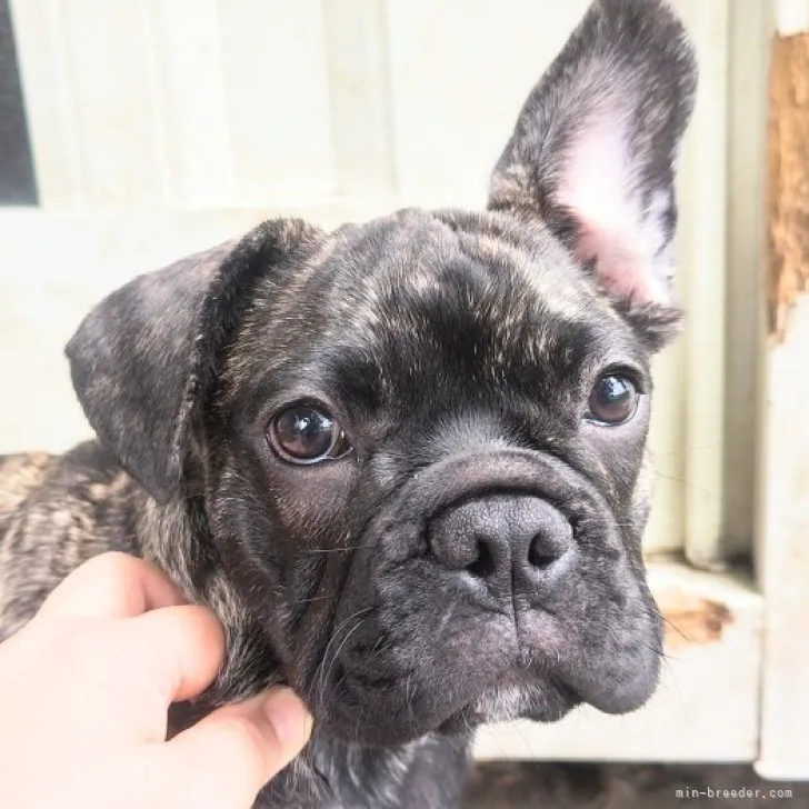 ID:2306-03286の子犬
