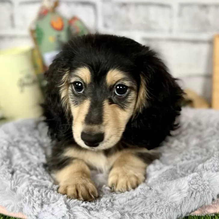 ID:2409-06197の子犬