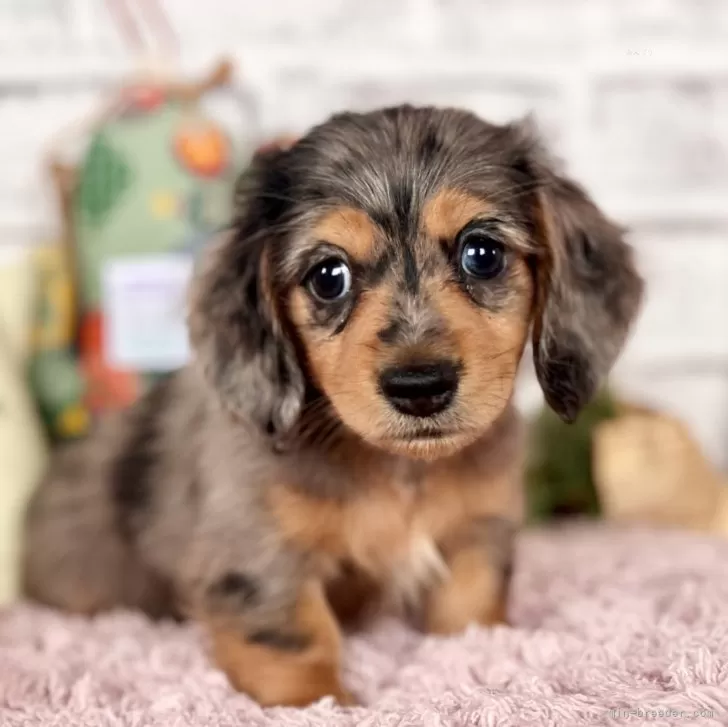 ID：2410-02413の子犬