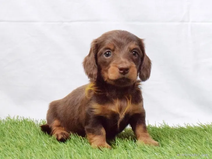 ID：1805-02267の子犬