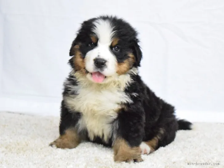 ID：1810-00972の子犬