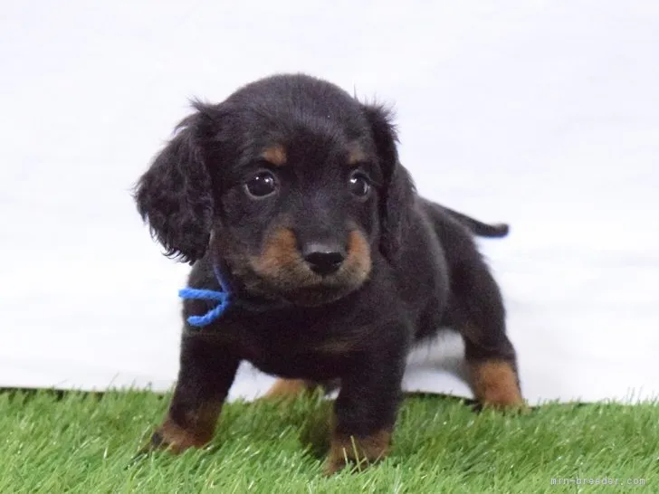 ID：1809-00854の子犬