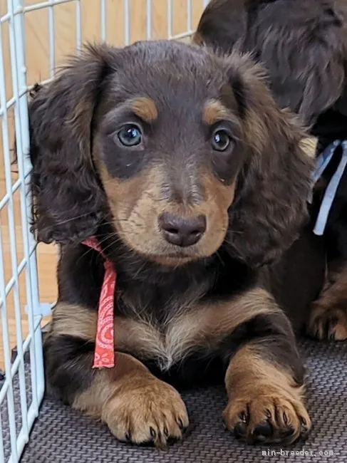 ID:2102-01223の子犬