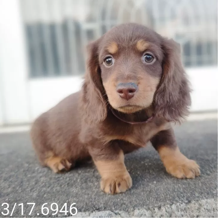 ID：2405-03435の子犬