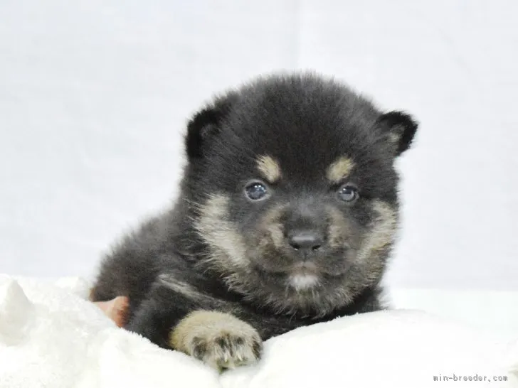 ID：1810-00643の子犬