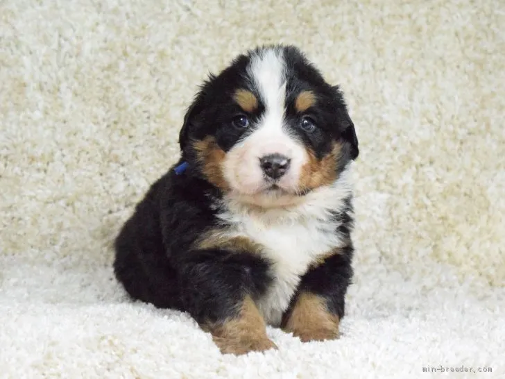 ID:1904-01024の子犬
