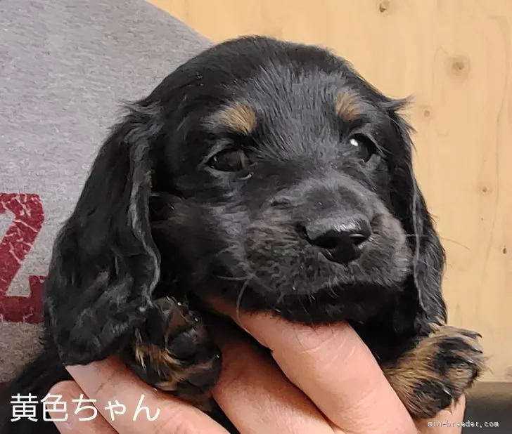 ID：2104-01781の子犬