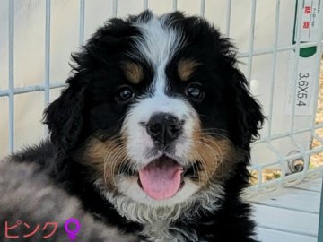 バーニーズ・マウンテン・ドッグ【埼玉県・女の子・2022年1月6日・ブラックラスト&ホワイト】の写真「もふもふ♡」