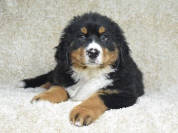 バーニーズ・マウンテン・ドッグ【埼玉県・女の子・2019年3月13日・ブラックラスト&ホワイト】の写真「甘えん坊♡」