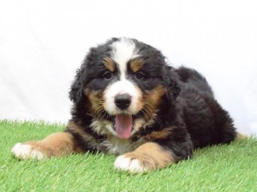 バーニーズ・マウンテン・ドッグ【埼玉県・女の子・2018年5月25日・ブラックラスト&ホワイト】の写真「好奇心旺盛な女の子♪」