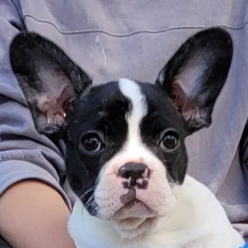 フレンチブルドッグ【埼玉県・女の子・2021年1月28日・パイド】の写真「美人さん♡」