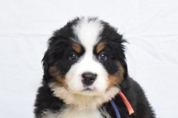 バーニーズ・マウンテン・ドッグ【埼玉県・男の子・2018年9月5日・ブラックラスト&ホワイト】の写真「もふもふですよ♡」