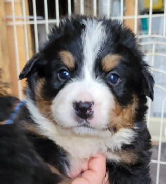 バーニーズ・マウンテン・ドッグ【埼玉県・男の子・2021年3月10日・ブラックラスト&ホワイト】の写真「元気いっぱいです♡」