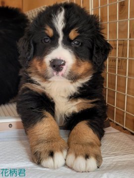 バーニーズ・マウンテン・ドッグ【埼玉県・男の子・2021年3月10日・ブラックラスト&ホワイト】の写真「もふもふです♡」