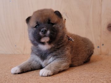 柴犬(標準サイズ)【埼玉県・女の子・2021年2月4日・赤】の写真「もふもふ♡」