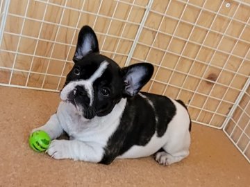 フレンチブルドッグ【埼玉県・女の子・2021年1月28日・パイド】の写真「むちむち♡」