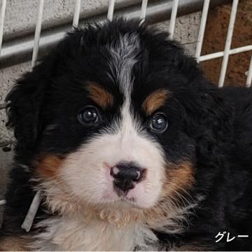 バーニーズ・マウンテン・ドッグ【埼玉県・女の子・2022年7月7日・ブラックラスト&ホワイト】の写真「もふもふ♡」