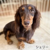 ミニチュアダックスフンド(ロング)【・女の子・2023年6月21日・チョコタン】