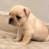 フレンチブルドッグ【埼玉県・女の子・2024年3月21日・クリーム】の写真3