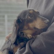 ミニチュアダックスフンド(ロング)【・男の子・2023年6月24日・ブラックタン】