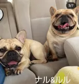 フレンチブルドッグ【埼玉県・女の子・2024年3月21日・クリーム】の写真5「左がお母さん、右がお婆ちゃん😊」