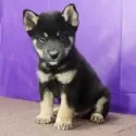 柴犬(標準サイズ)【徳島県・男の子・2025年7月28日・黒】の写真11「元気によく遊んでくれています」