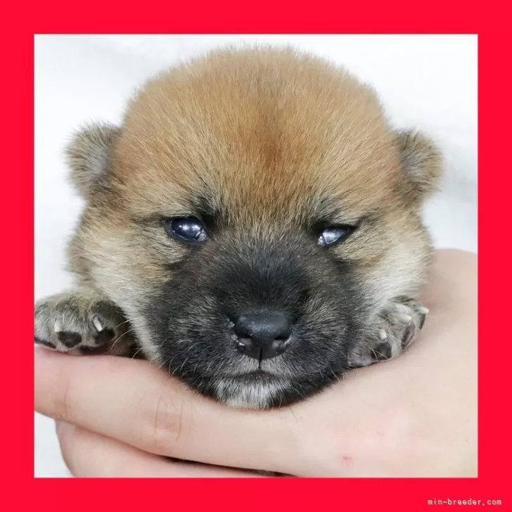 柴犬(標準サイズ)【徳島県・女の子・2025年7月27日・赤】の写真1「お母さんのお乳をよく飲み、順調に成長中です」
