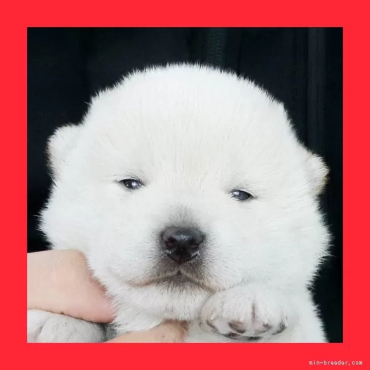 ID:2502-02222の子犬
