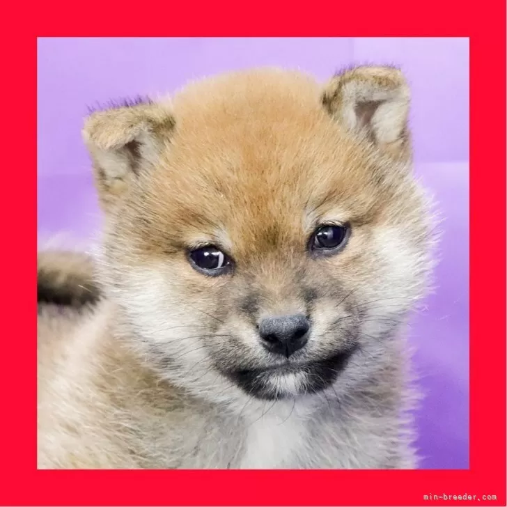 豆柴【徳島県・男の子・2025年10月25日・赤】の写真1「凛々しい目元のイケメンです」