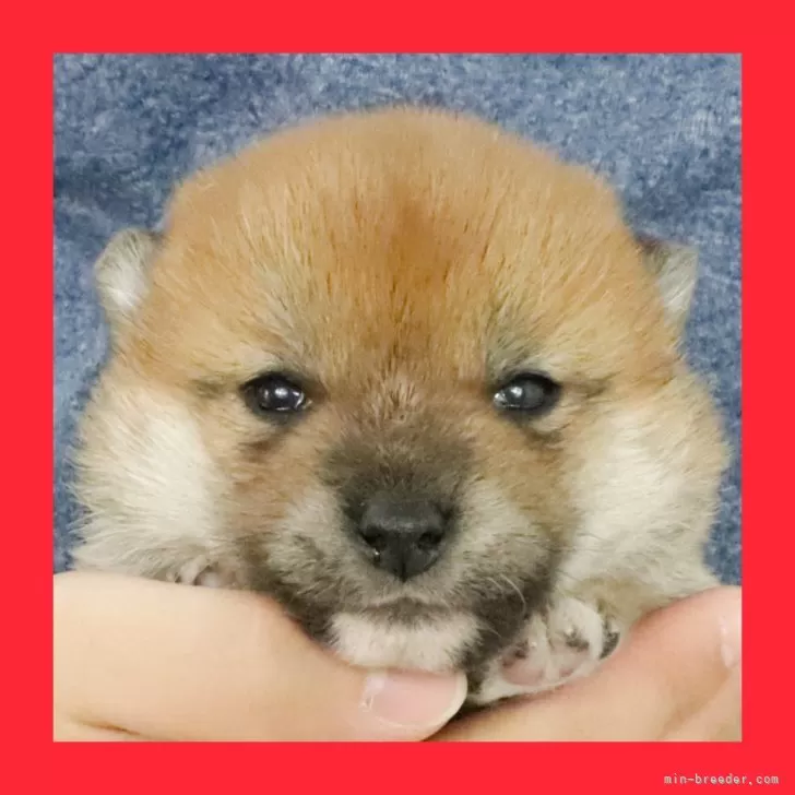 ID:2503-00579の子犬