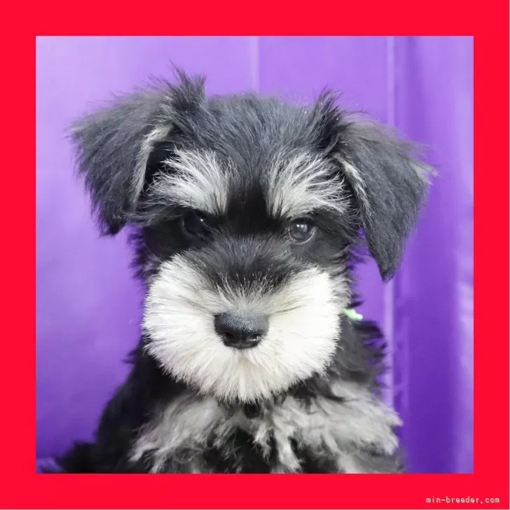 T.O 様のお迎えした子犬