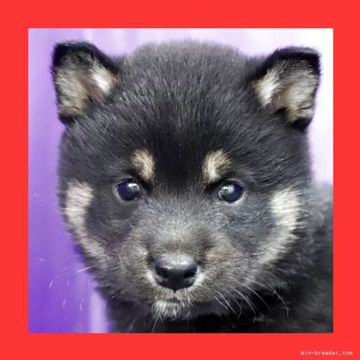柴犬(標準サイズ)【徳島県・男の子・2025年3月29日・黒】の写真1「よく遊び元気に成長中です」