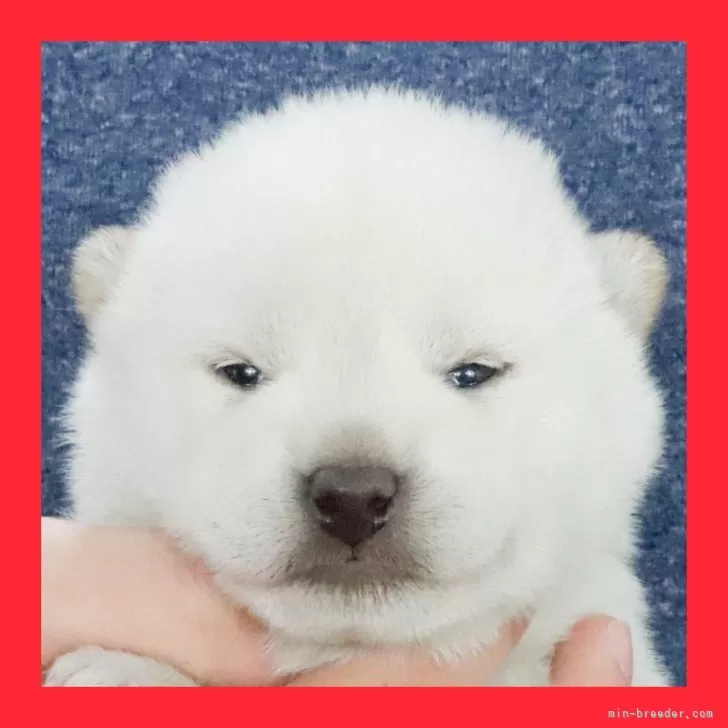 ID:2502-05775の子犬